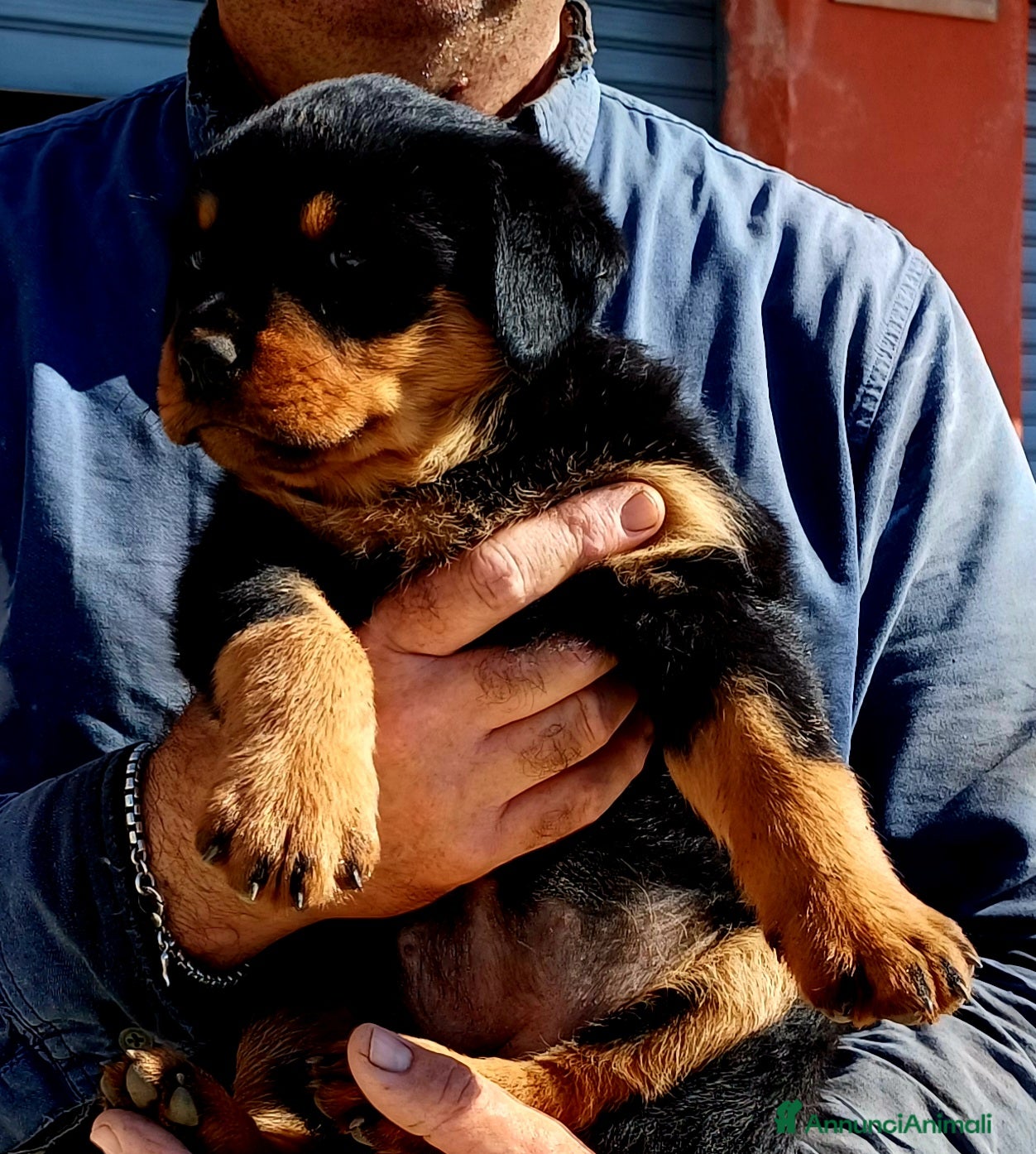 Rottweiler cani in vendita: Disponibili cuccioli Rottweiler  - Annuncio 14