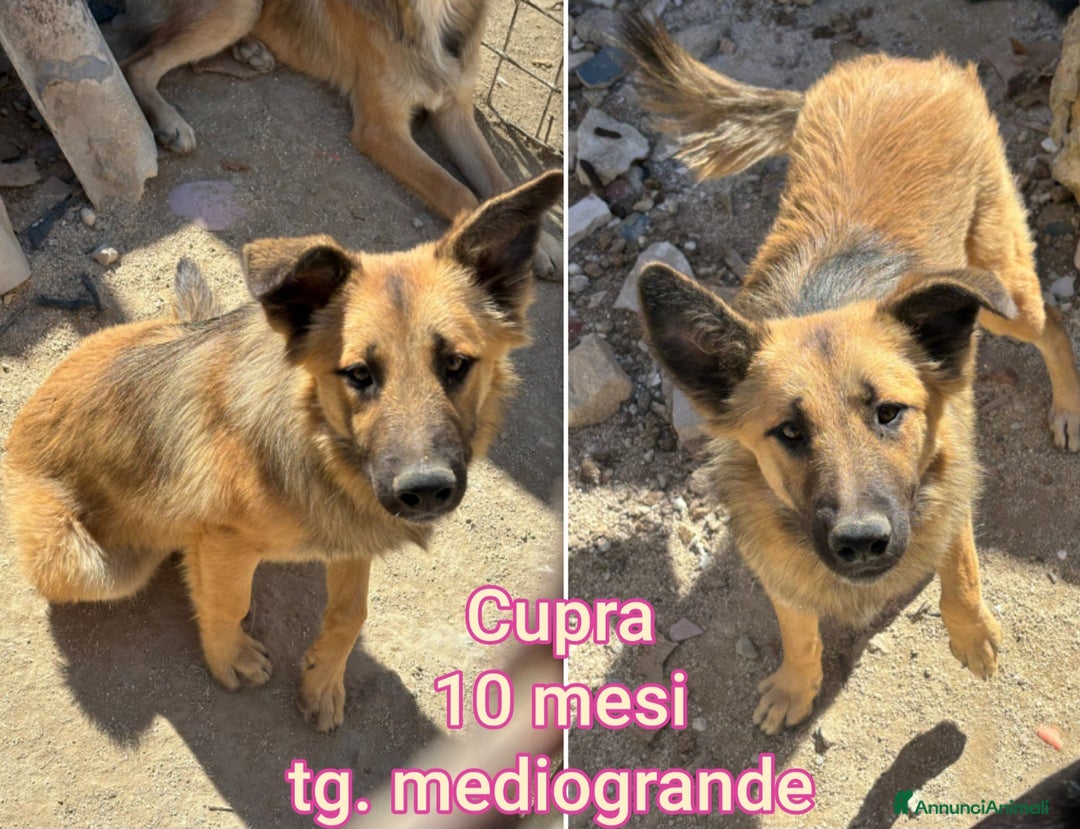 Meticcio cani in regalo: CUCCIOLI CERCANO CASA E AMORE - Annuncio 7