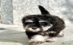 Mini Schnauzer cani in vendita: Cucciolata di schnauzer nani nero/argento a Provincia di Cuneo - Immagine 4