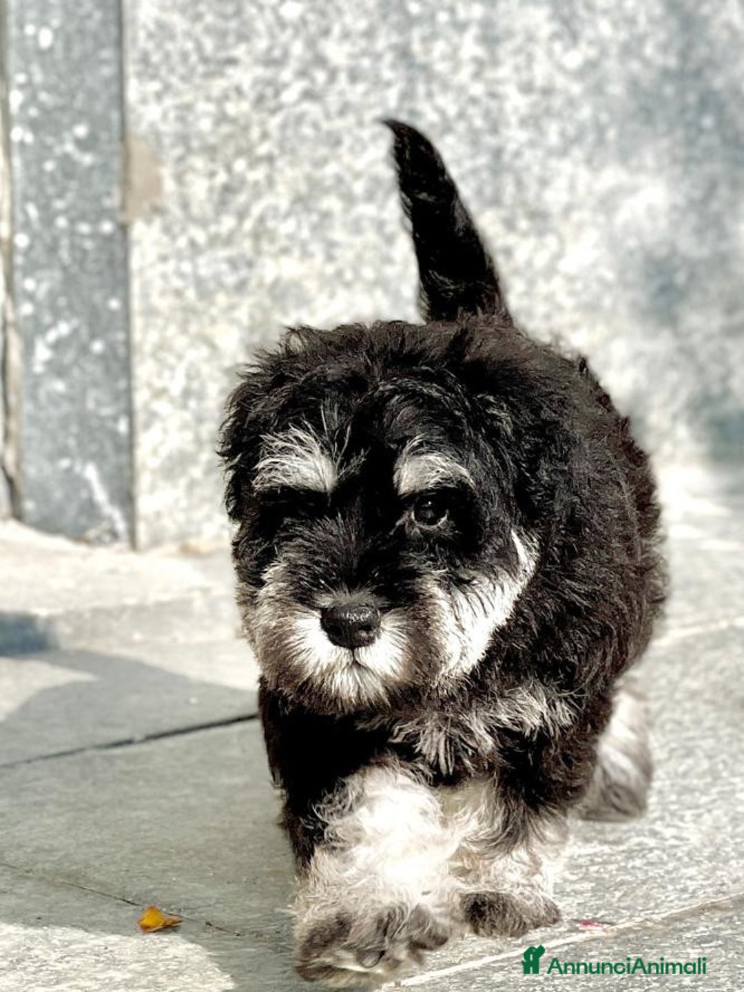 Mini Schnauzer cani in vendita: Cucciolata di schnauzer nani nero/argento a Provincia di Cuneo - Immagine 4