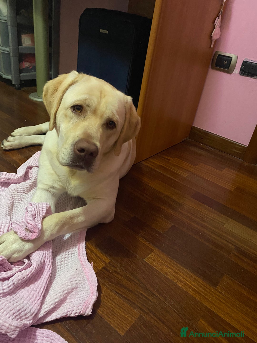 Labrador cani per accoppiamento: Seven cerca fidanzata.🐾🩵 - Annuncio 25