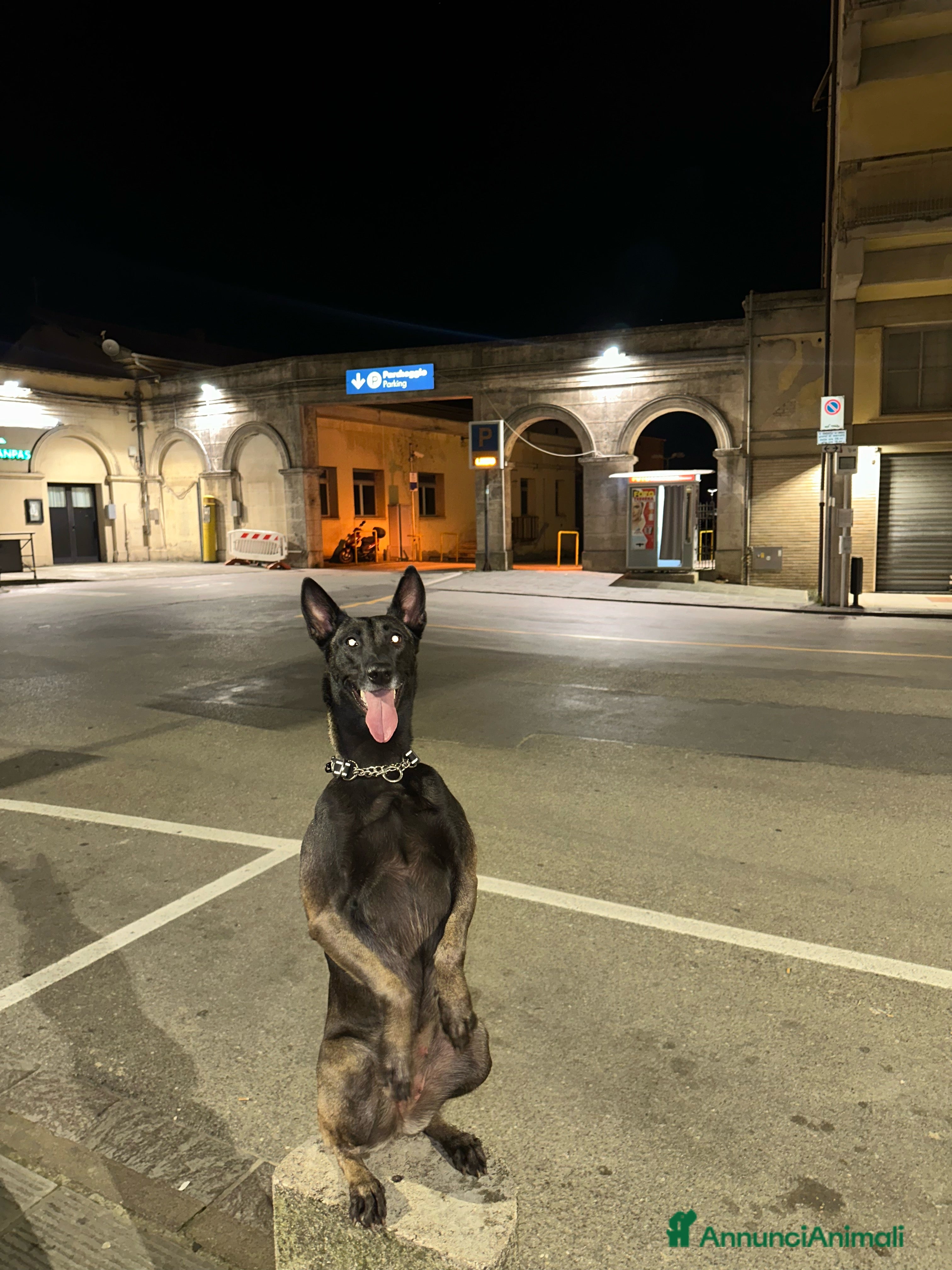 Pastore Belga cani Pastore Belga Malinois - Annuncio 3