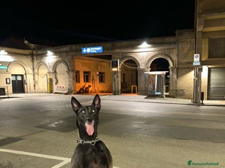 Pastore Belga cani Pastore Belga Malinois - Annuncio 13