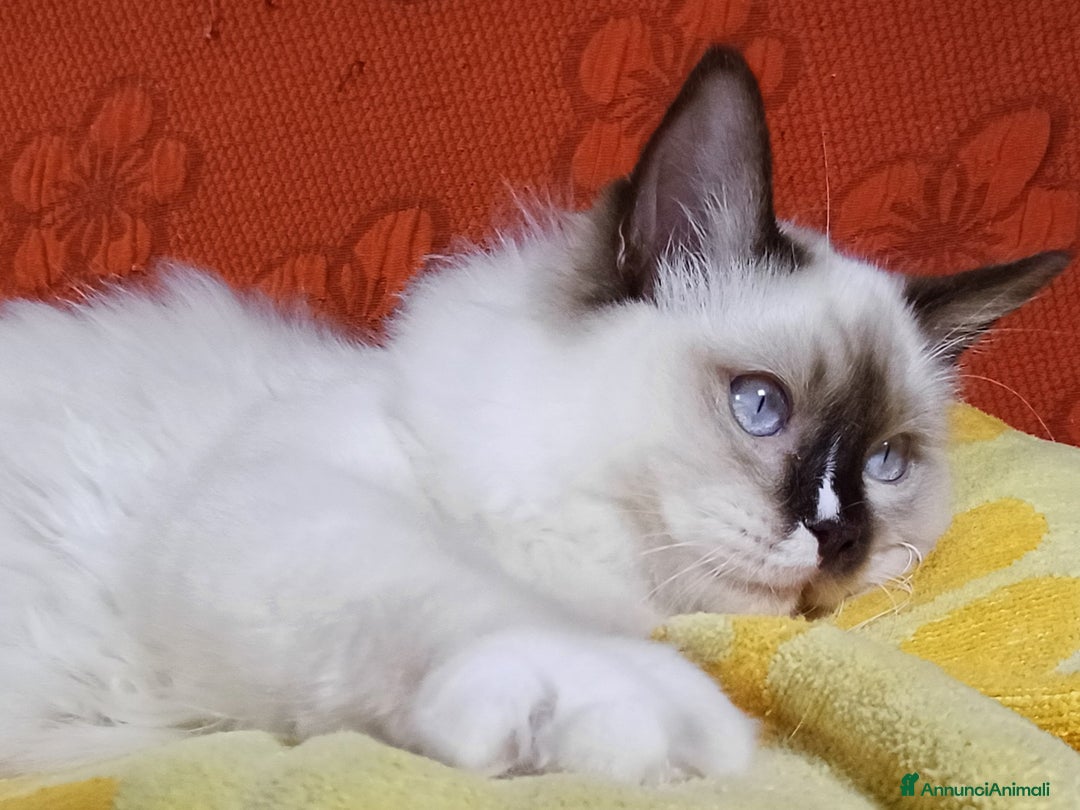 Ragdoll gatti in vendita: Wonder Blue Shakespeare - Annuncio 4
