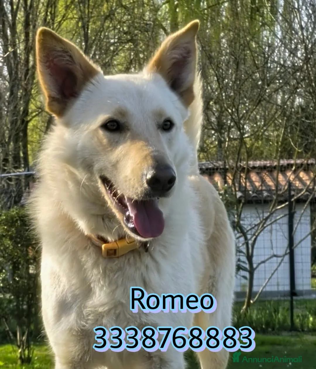 Meticcio cani in regalo: ROMEO 💙 zero divano. Mille avventure. a Provincia di Parma - Annuncio 1
