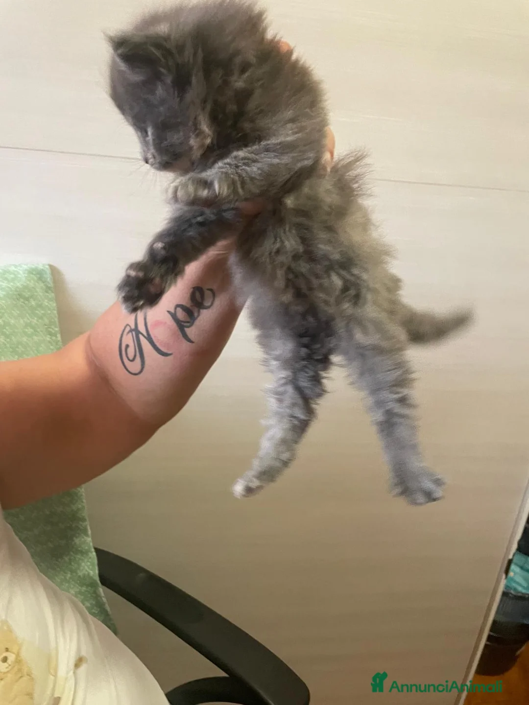 Maine Coon gatti in vendita: Maine coon - Annuncio 2