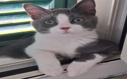 Europeo gatti in regalo: Pandino e Frangetta - Immagine 6