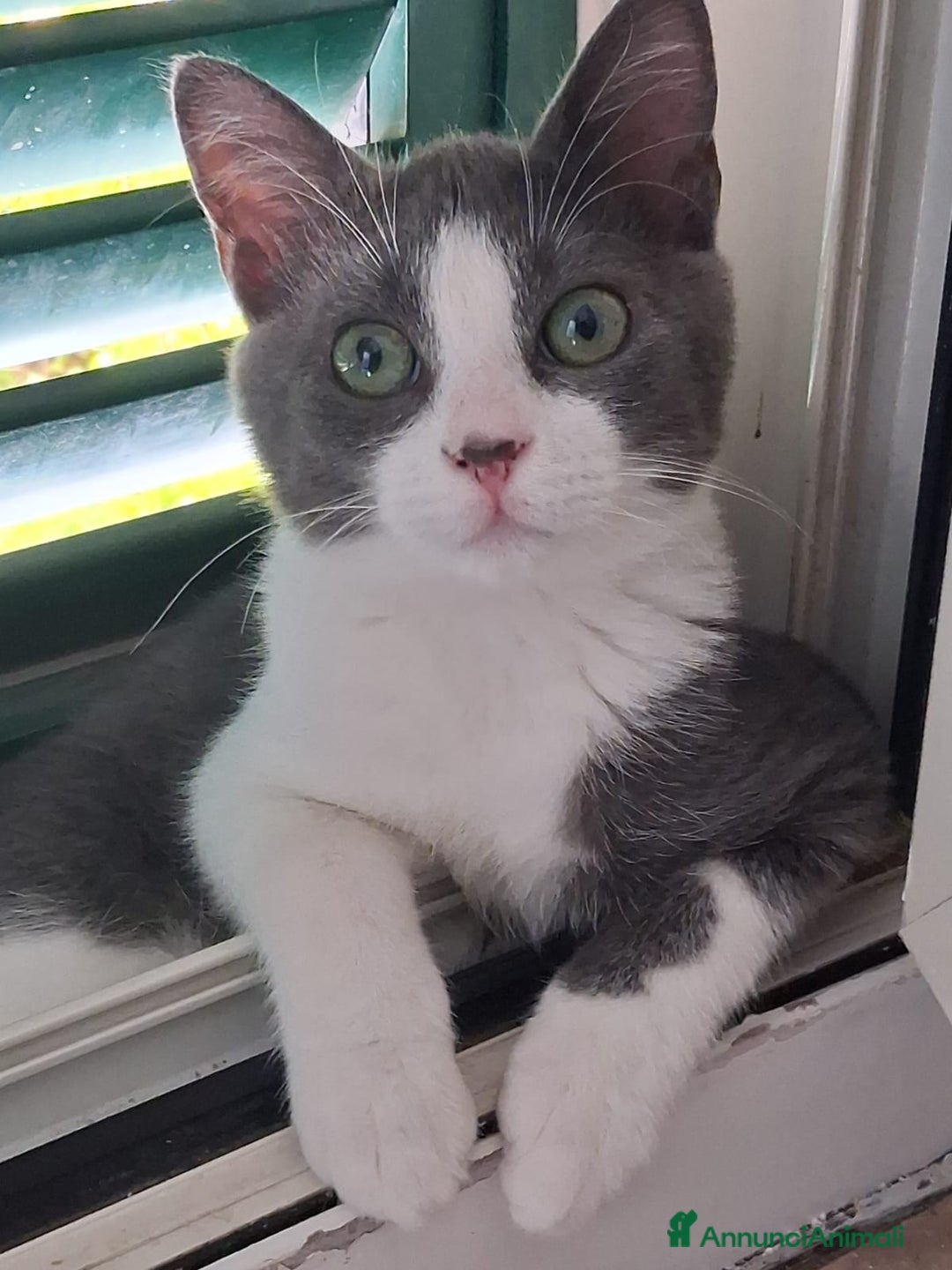 Europeo gatti in regalo: Pandino e Frangetta - Immagine 6