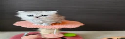 Persiano gatti in vendita: Cucciolata persiani Chinchilla  - Annuncio 9
