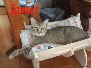 Europeo gatti JAMES adorabile gattino in adozione! - Annuncio 3