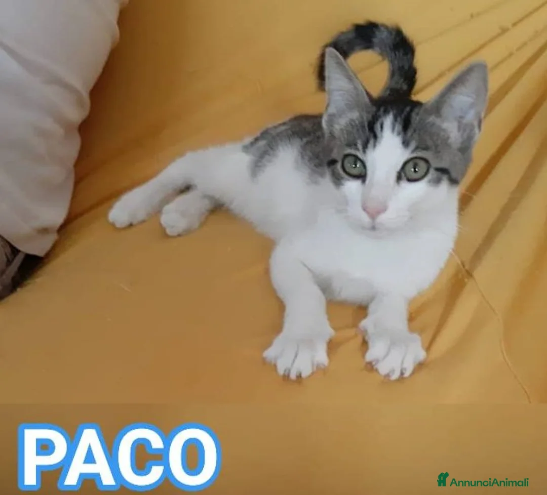 Europeo gatti in regalo: PACO, dolce micino in adozione! - Annuncio 1