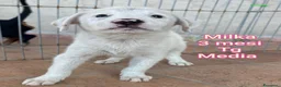 Meticcio cani in regalo: CUCCIOLI IN CERCA DI CASA a Provincia di Prato - Annuncio 1