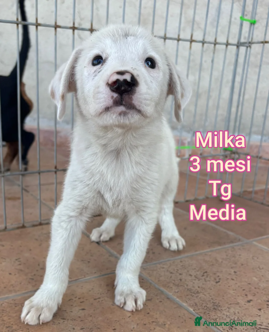 Meticcio cani in regalo: CUCCIOLI IN CERCA DI CASA a Provincia di Prato - Annuncio 1