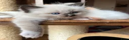 Ragdoll gatti in vendita: Ragdoll maschietti Red e Seal con pedigree - Annuncio 1