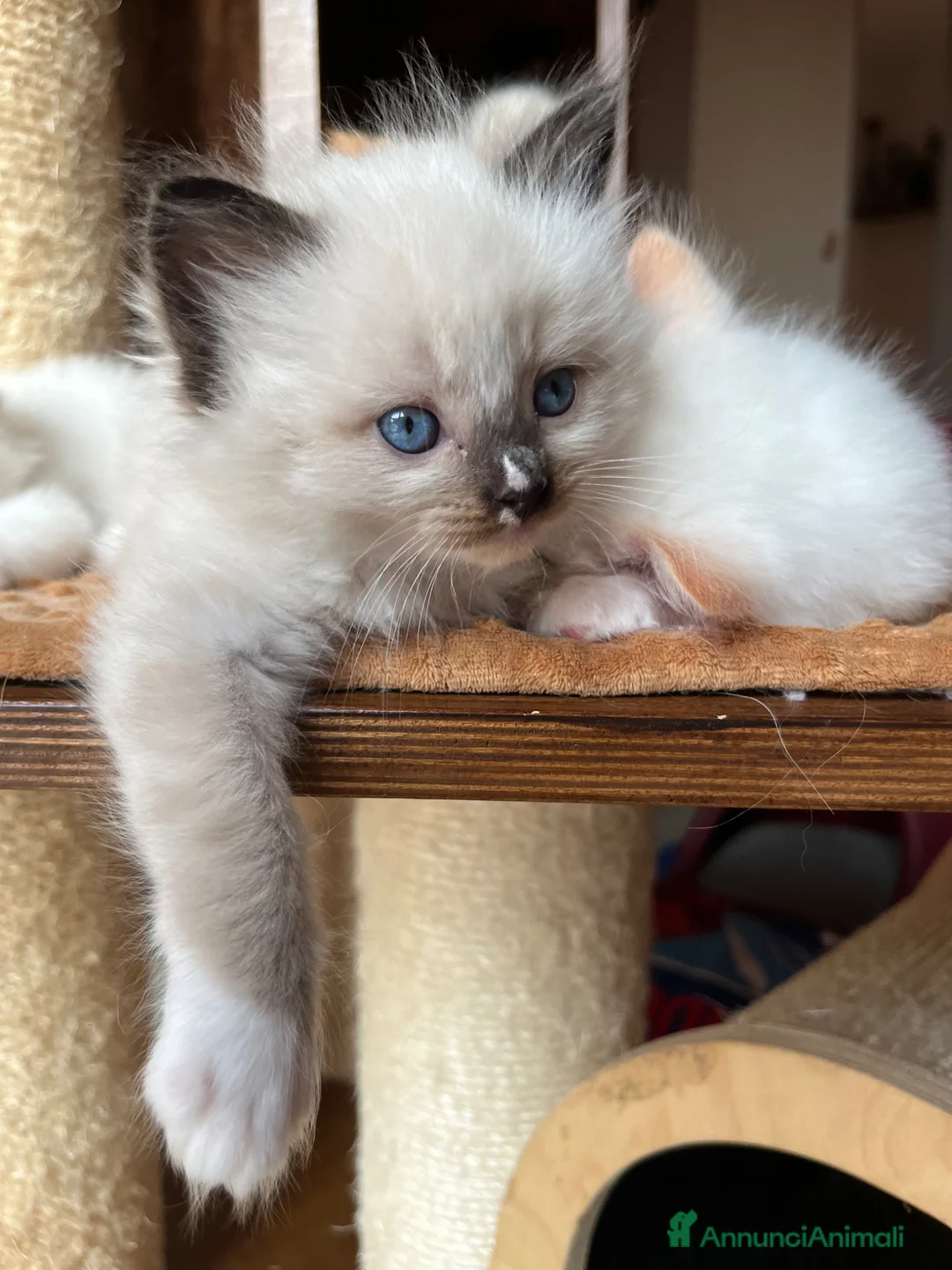 Ragdoll gatti in vendita: Ragdoll maschietti Red e Seal con pedigree - Annuncio 1