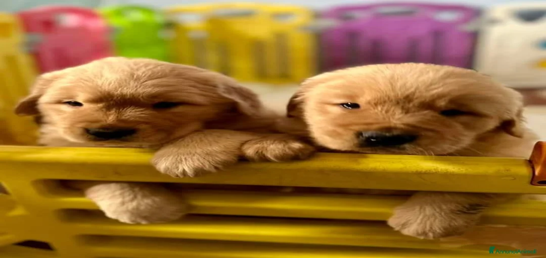 Immagine della galleria {{count}}