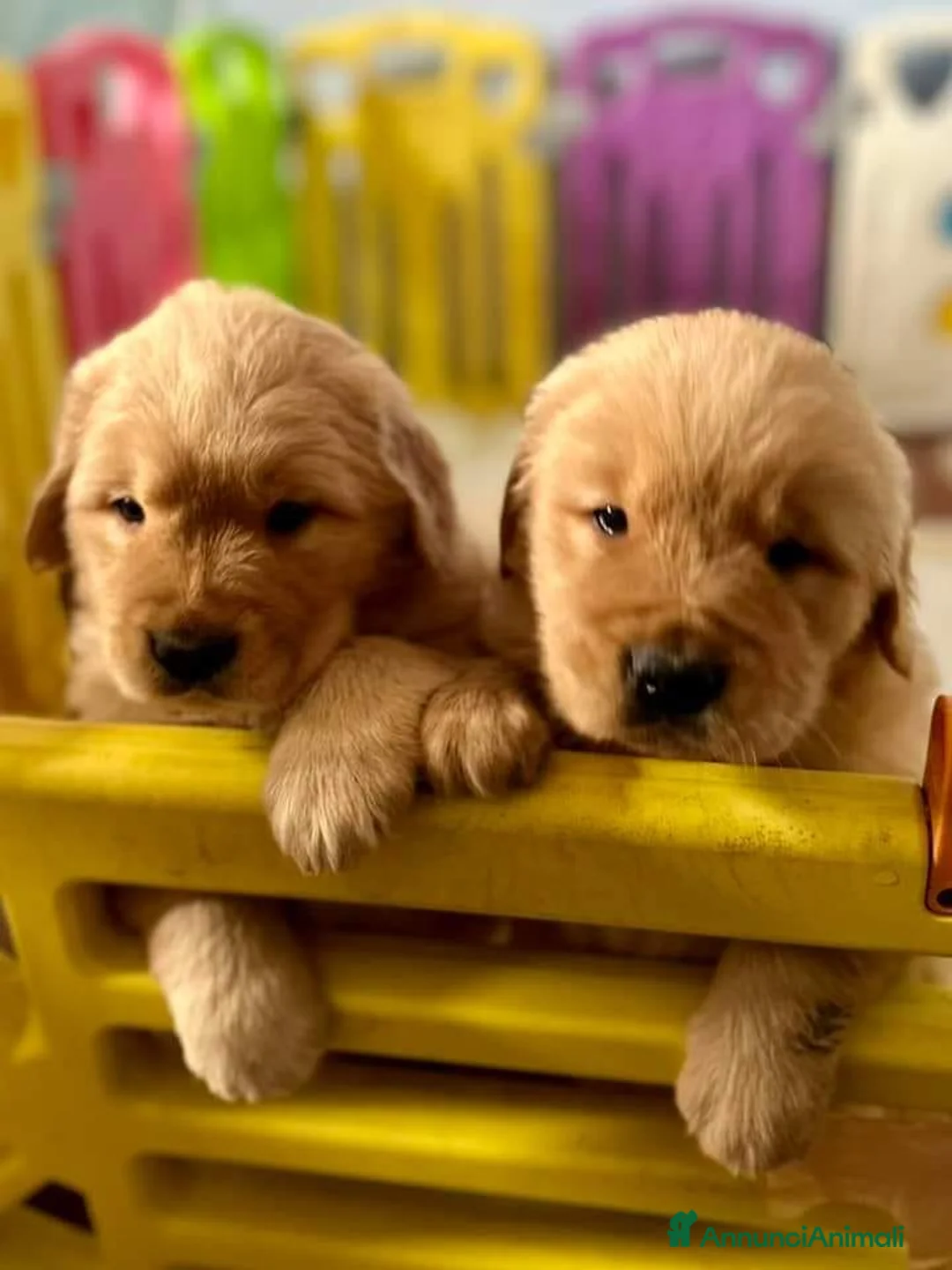 Immagine della galleria {{count}}