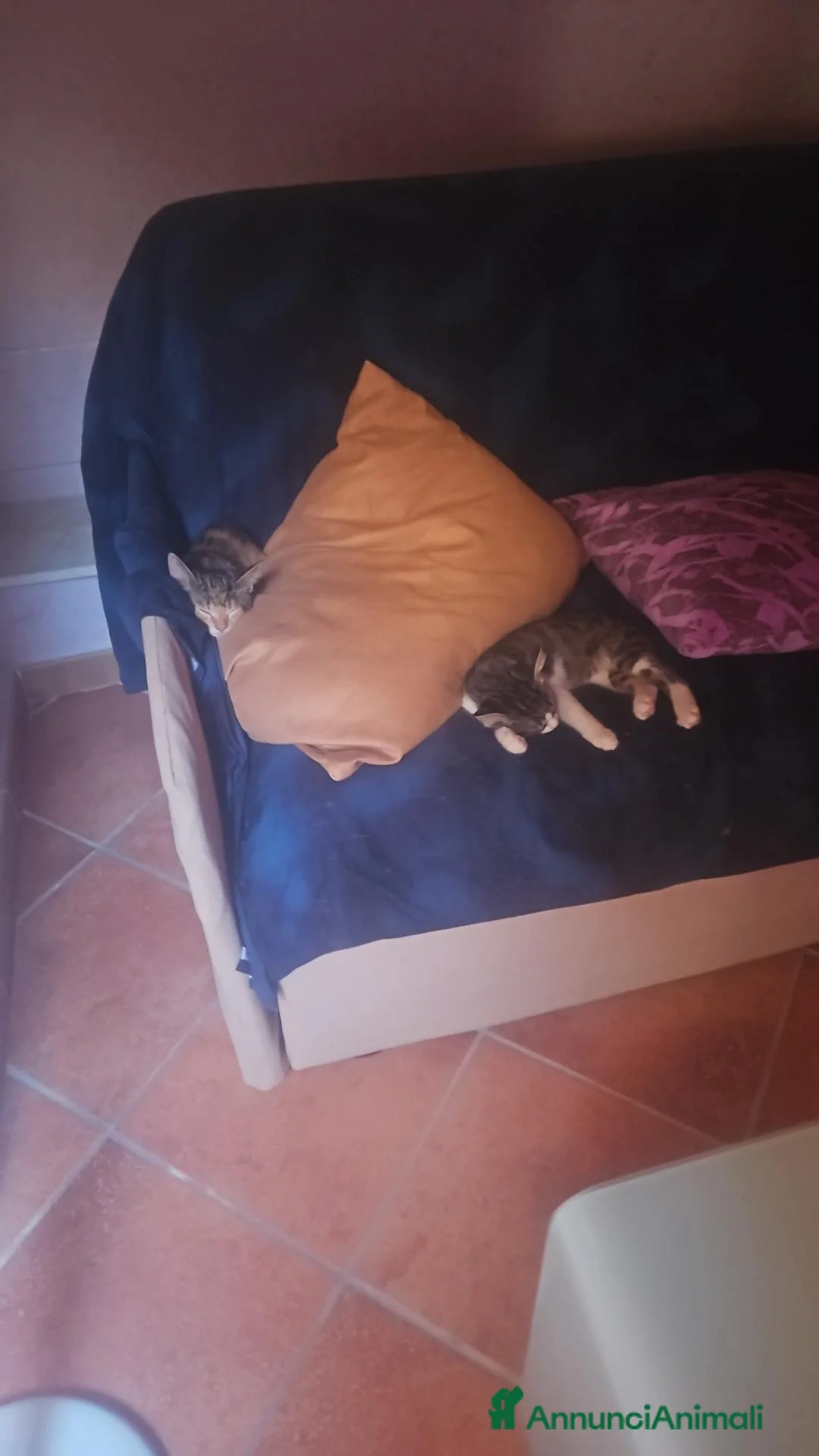 Europeo gatti in regalo: Regalo gattini a Città metropolitana di Palermo - Annuncio 2