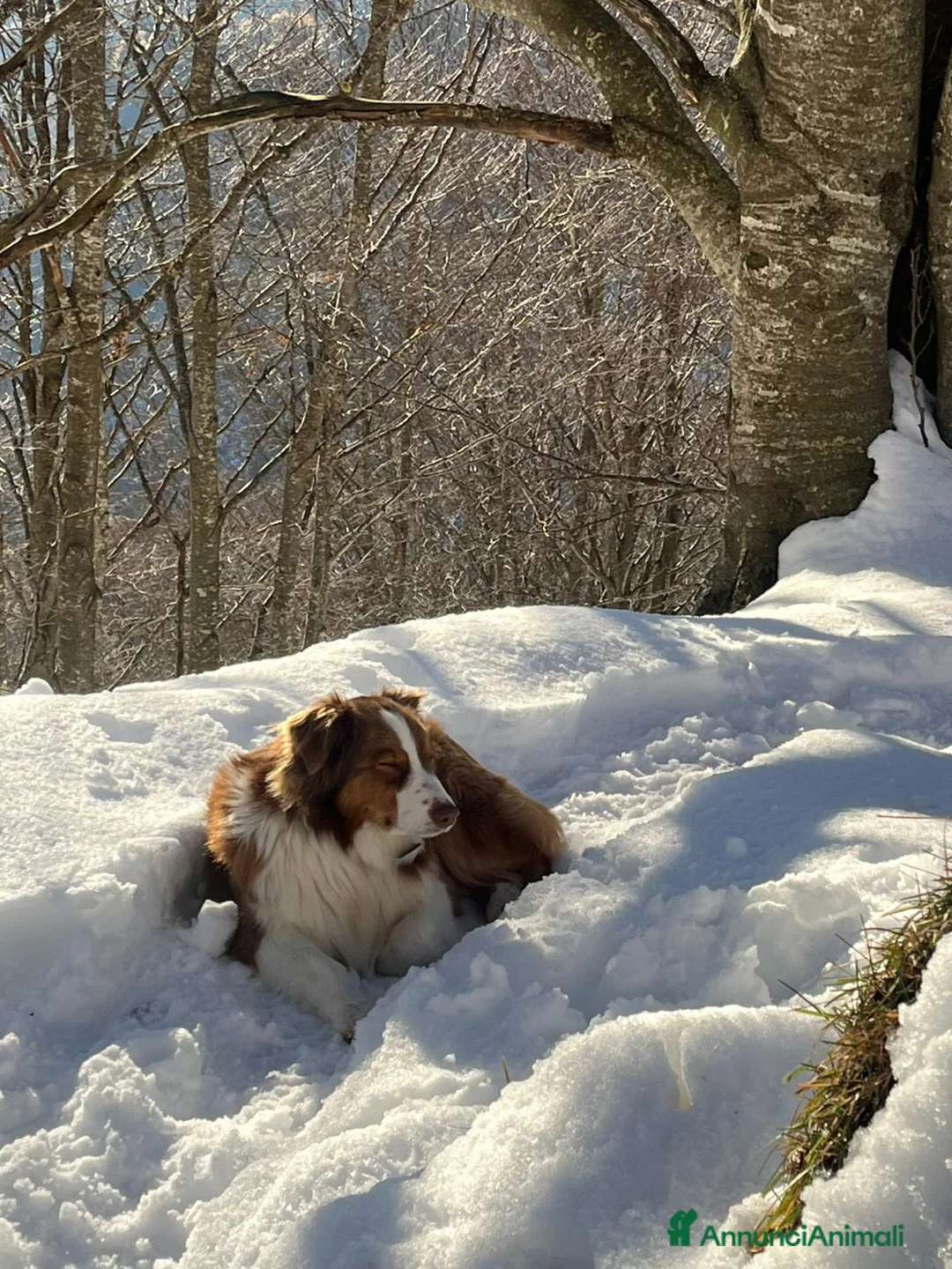 Australian Shepherd cani in vendita: Cucciolo Australian sheperd - Pastore Australiano - Annuncio 13