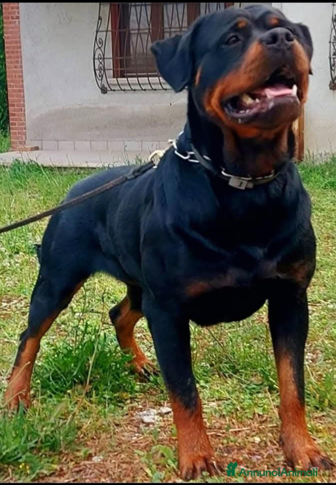 Rottweiler cani Disponibili cucciolo Rottweiler - Annuncio 1