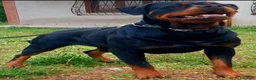 Rottweiler cani in vendita: Disponibili cucciolo Rottweiler - Annuncio 1