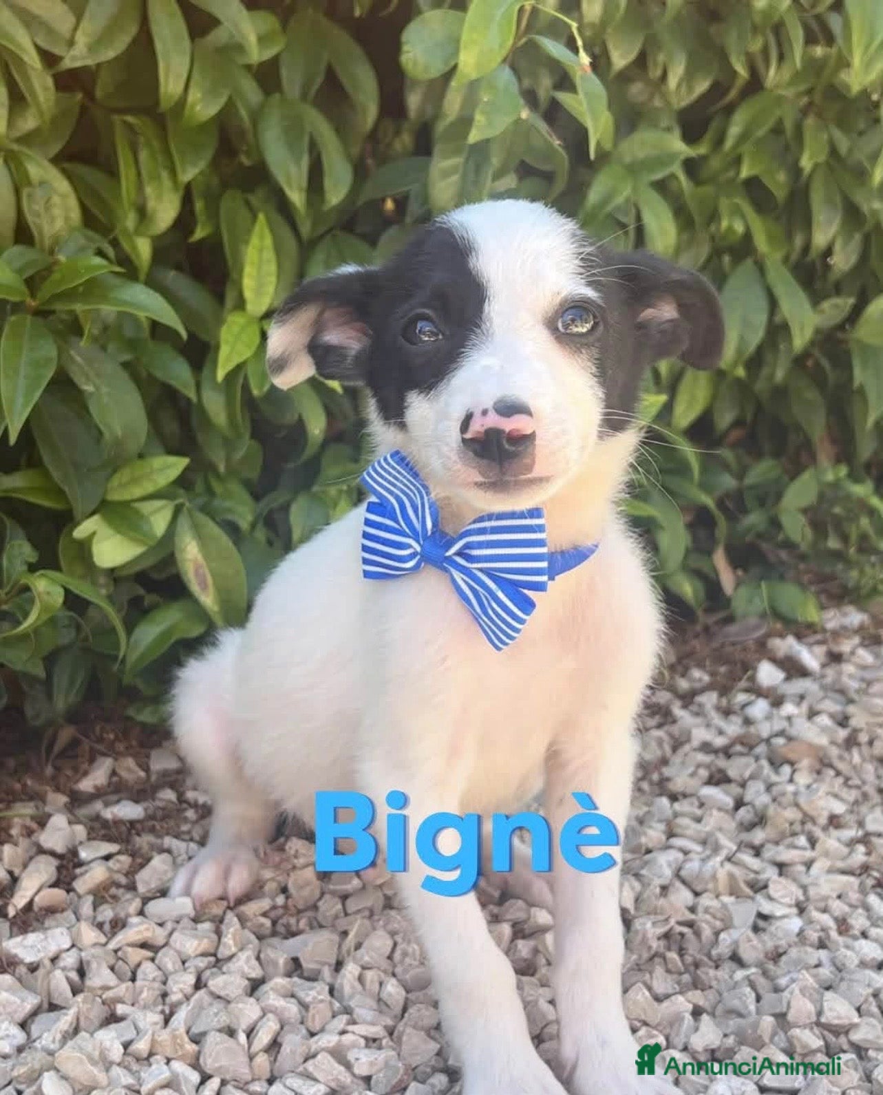 Border Collie cani Bignè favoloso cucciolo simil border collie - Annuncio 4