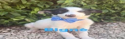 Border Collie cani in regalo: Bignè favoloso cucciolo simil border collie - Annuncio 1