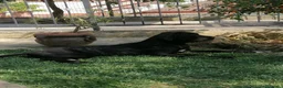 Cane Corso cani in regalo: Cucciole Cane Corso  - Annuncio 7