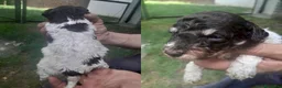 Lagotto cani in vendita: Lagotto romagnolo cuccioli - Annuncio 2