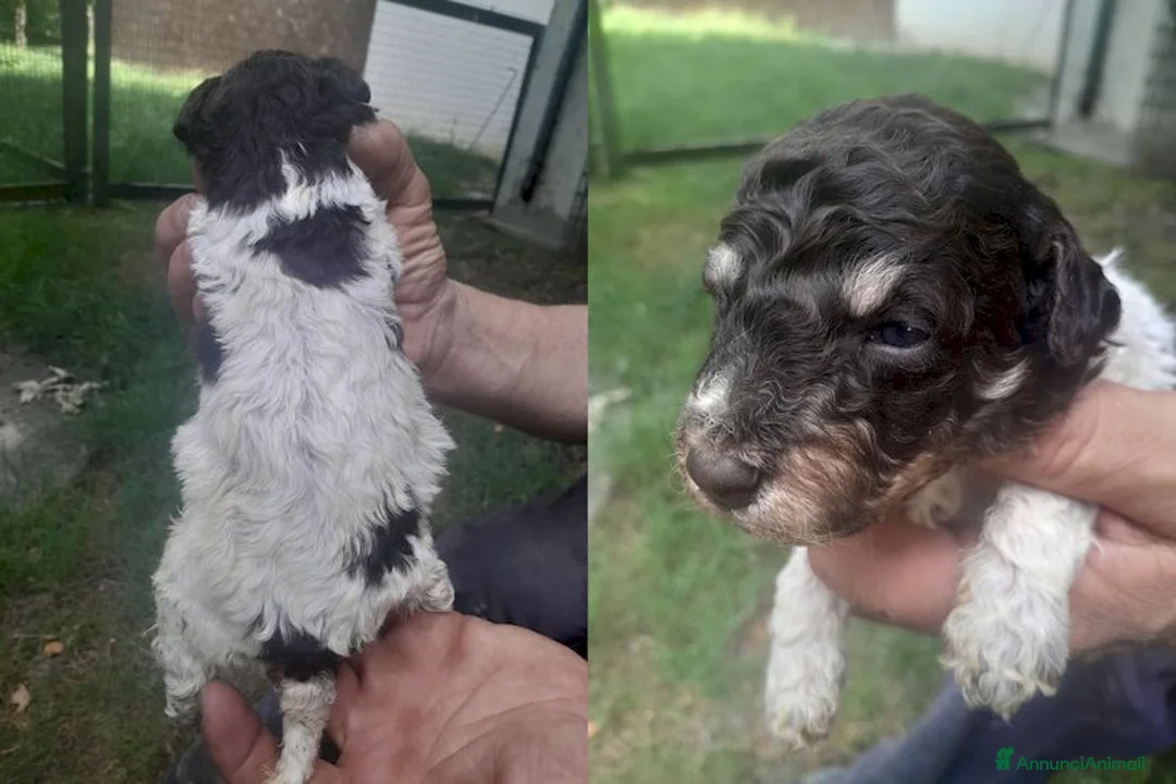 Lagotto cani in vendita: Lagotto romagnolo cuccioli - Annuncio 2