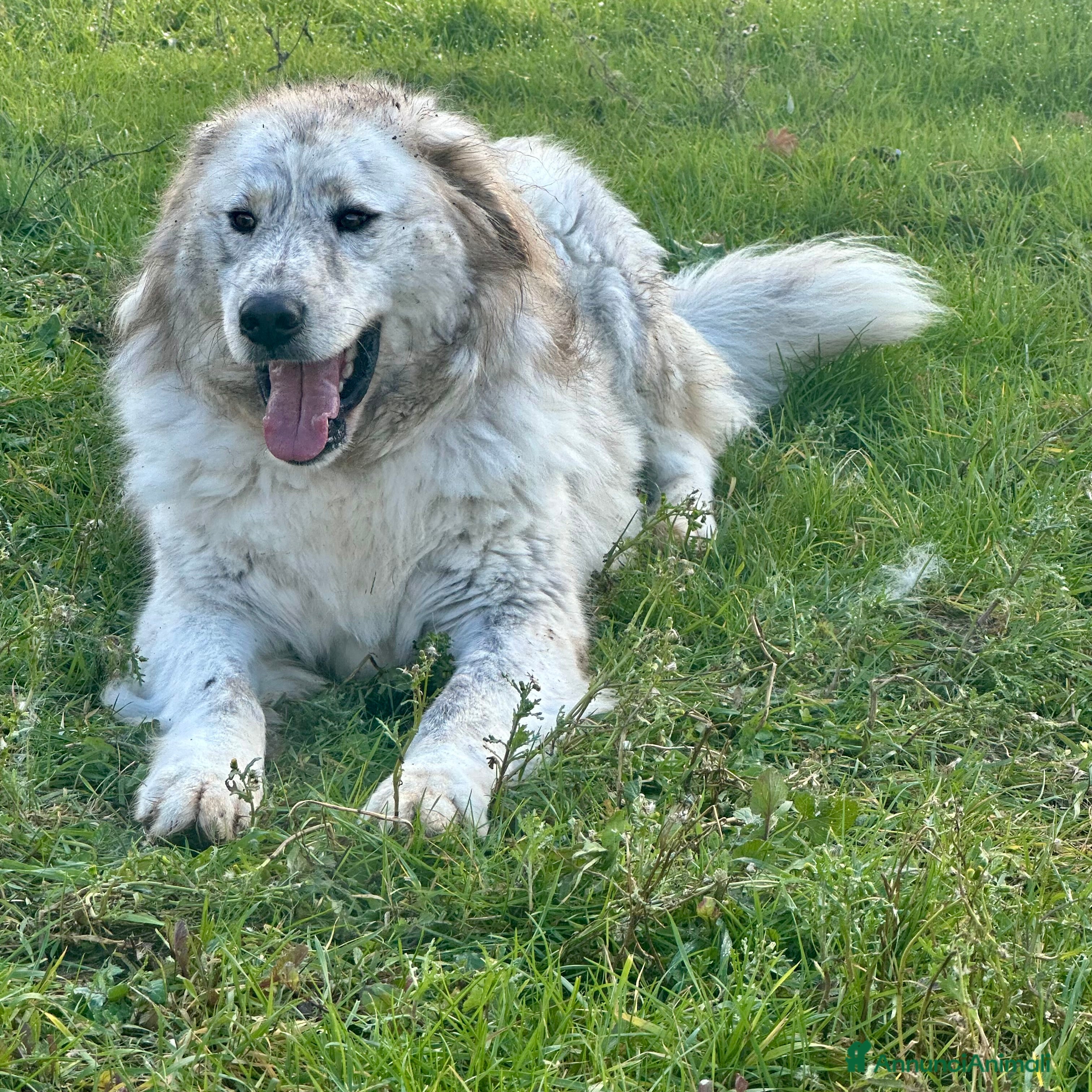 Meticcio cani Sansone  - Annuncio 2