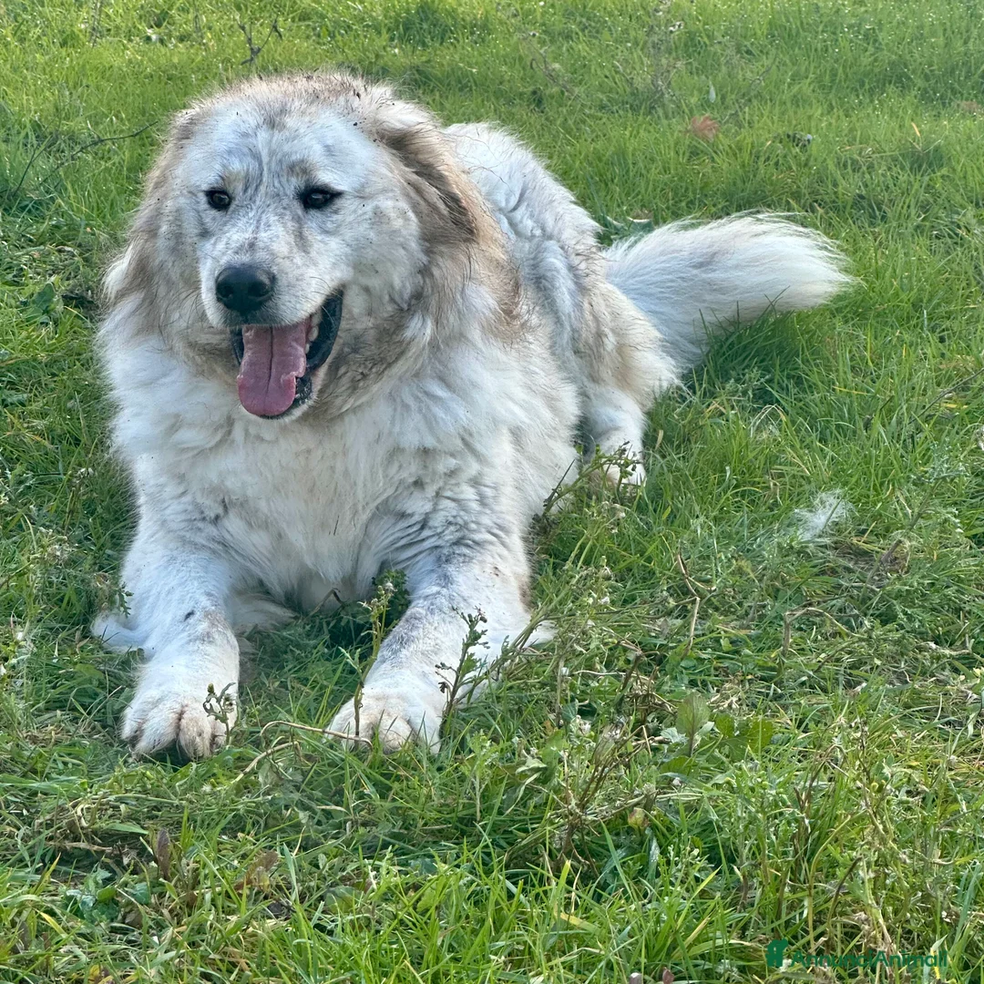 Meticcio cani in regalo: Sansone  - Annuncio 2