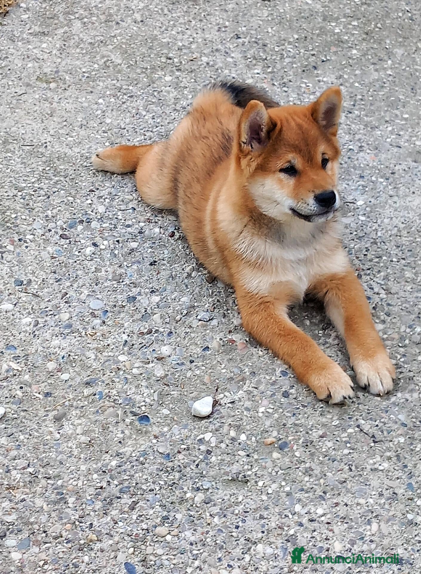 Shiba Inu cani in vendita: Ultimo cucciolo maschio shiba inu pedigree Enci  - Annuncio 4
