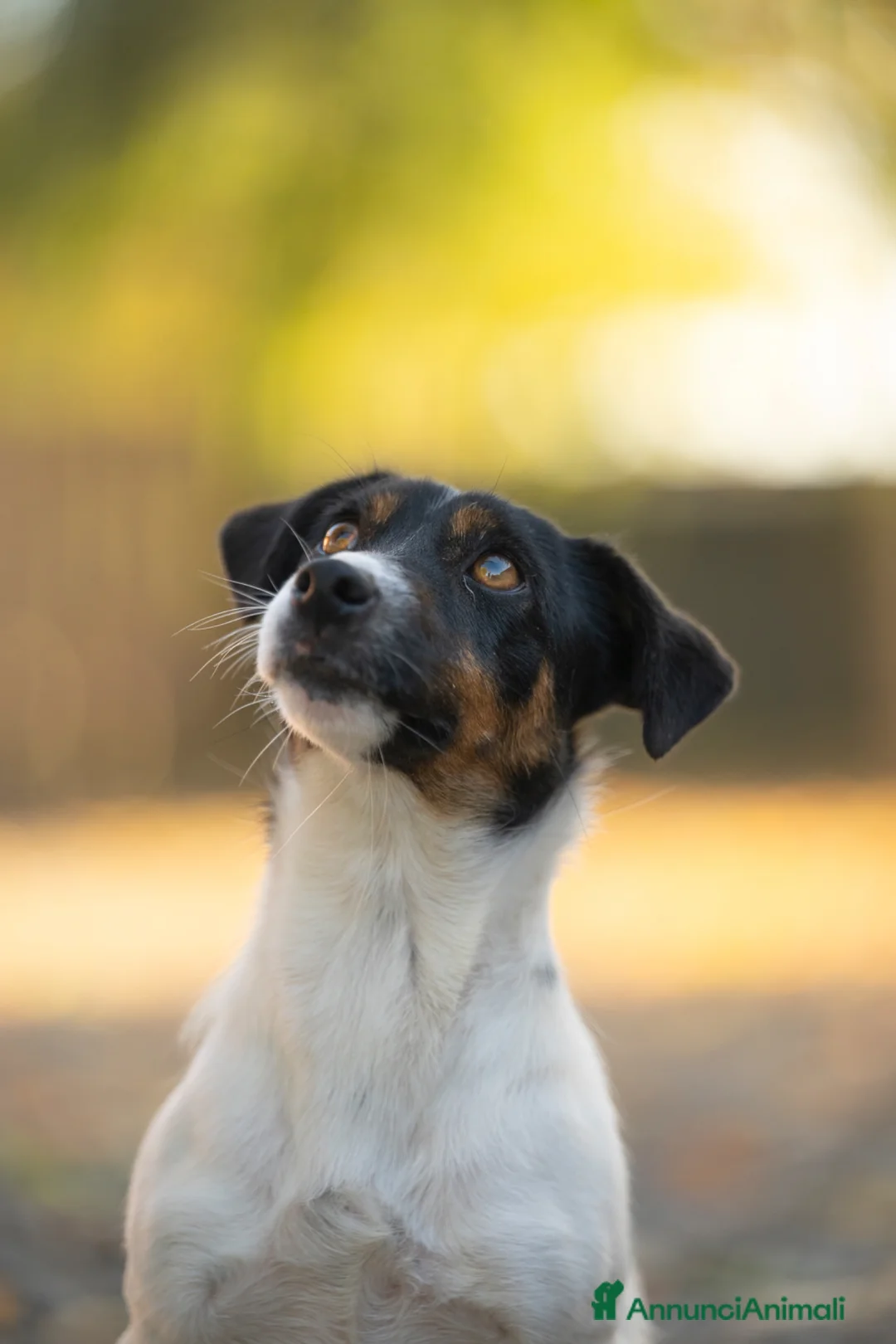 Jack Russell cani in vendita: Splendidi cuccioli di jack Russell terrier  - Annuncio 1