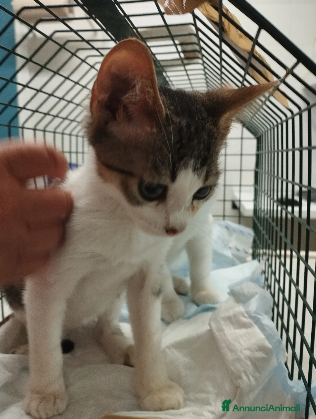 Europeo gatti in regalo: Picchio e poldino cercano casa - Annuncio 4