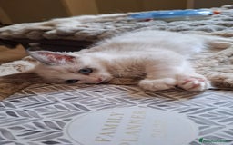 Ragdoll gatti in vendita: Ragdoll  con Pedigree .Pagamento anche a rate  a Province of Asti - Immagine 4