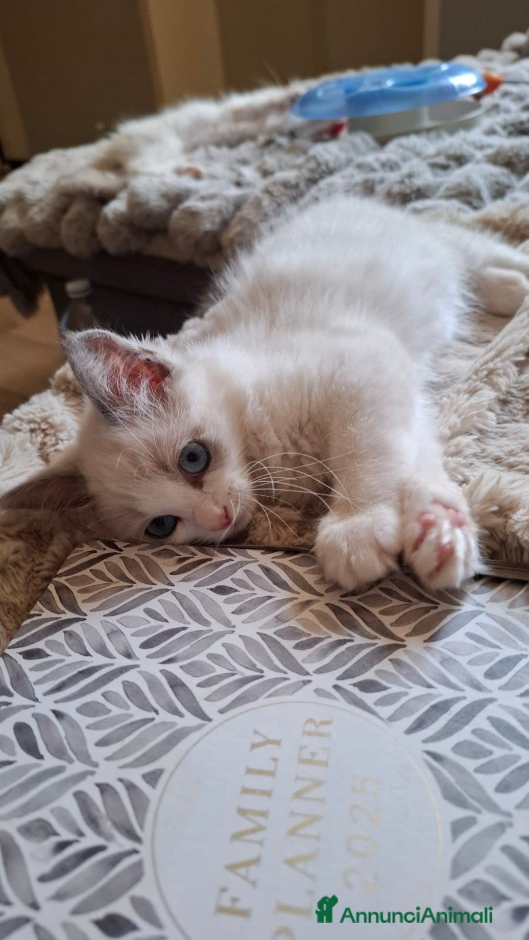 Ragdoll gatti in vendita: Ragdoll  con Pedigree .Pagamento anche a rate  a Province of Asti - Immagine 4