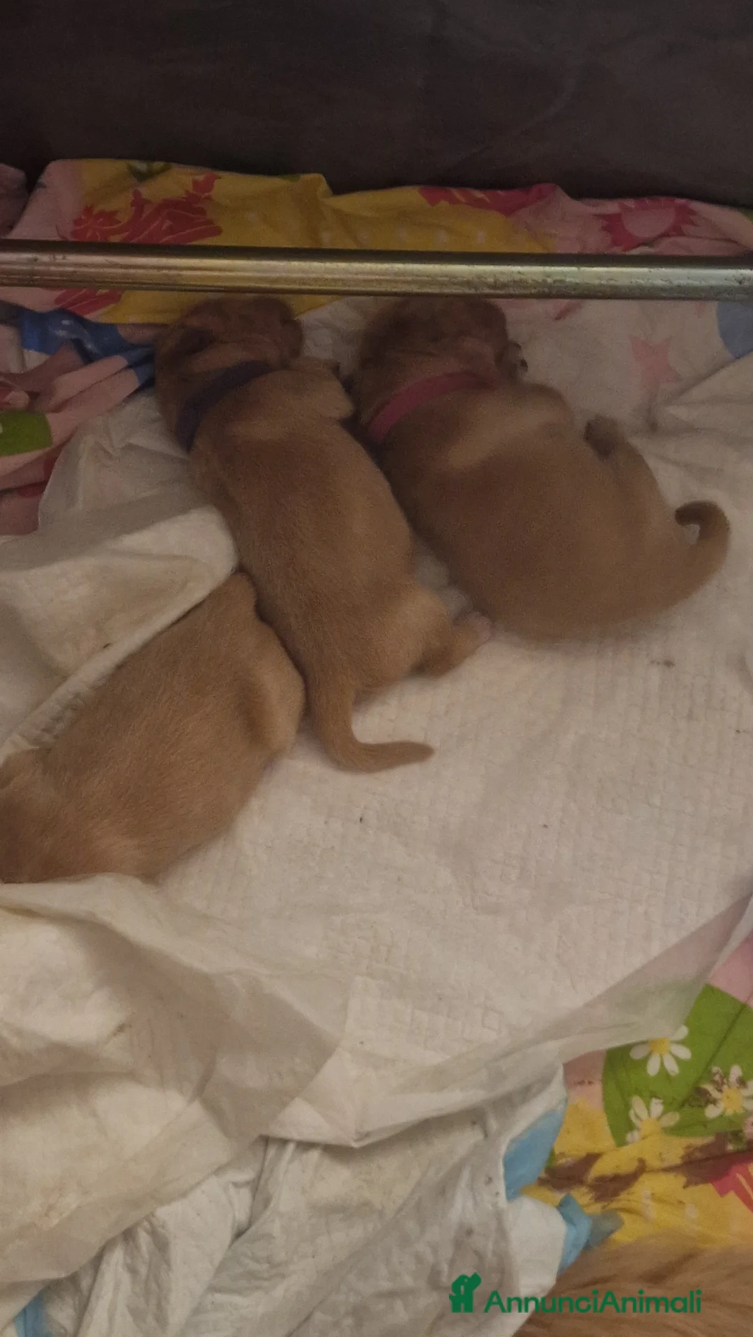 Golden Retriever cani in vendita: Cuccioli golden retriever Americani - Annuncio 4