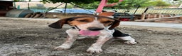 Meticcio cani in regalo: Mix Beagle 2anni kg12aspetta ancora.ok gatti.SICIL a Città metropolitana di Milano - Annuncio 1
