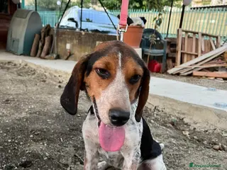 Meticcio cani Mix Beagle 2anni kg12aspetta ancora.ok gatti.SICIL a Città metropolitana di Milano - Annuncio 23