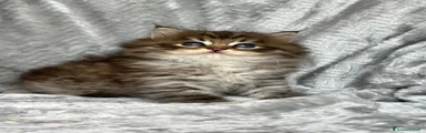 Siberiano 2
