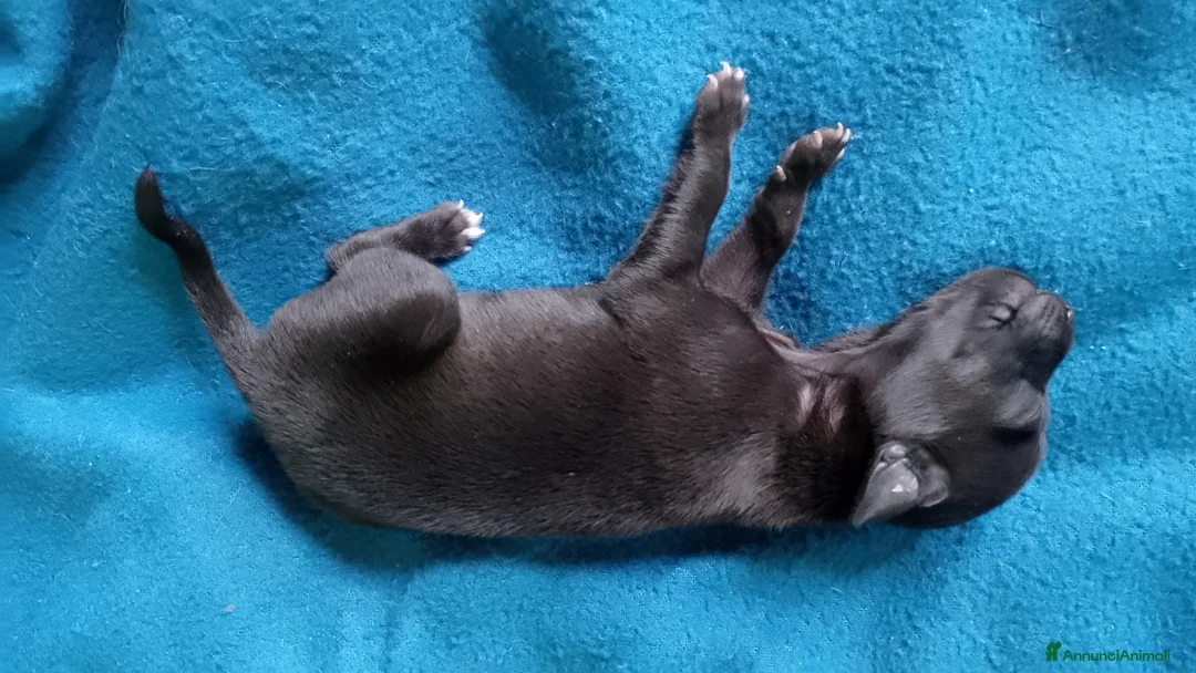 Levriero cani in vendita: Cuccioli di Piccolo Levriero Italiano - Annuncio 14