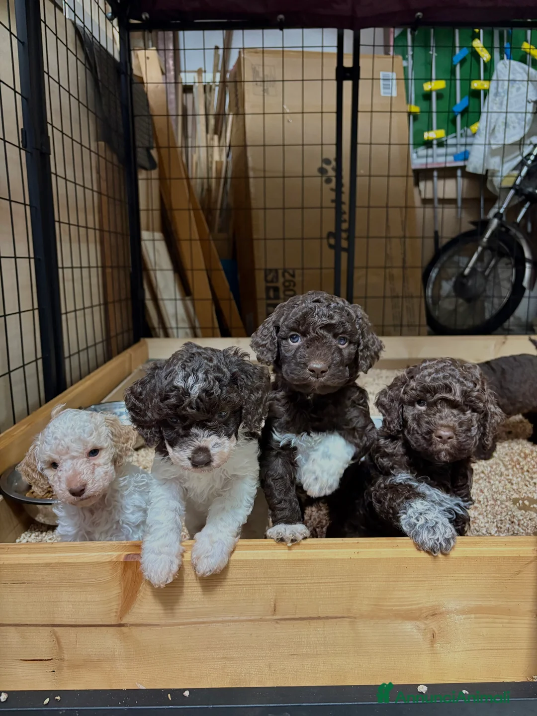 Lagotto cani in vendita: Cuccioli di Lagotto romagnolo - Annuncio 1