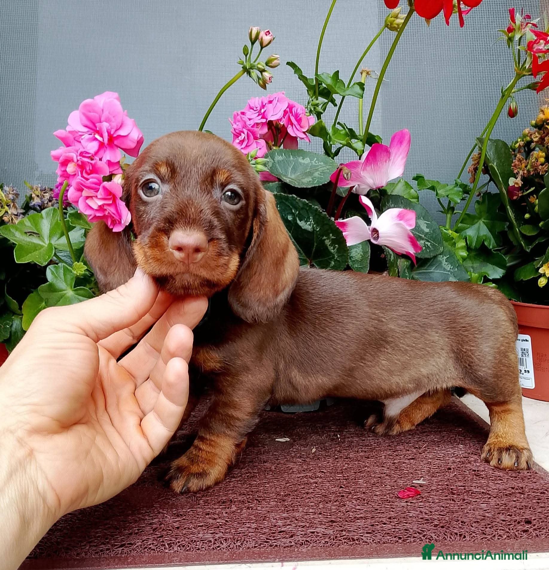 Bassotto cani Bassotto pelo duro cioccolato  - Annuncio 6