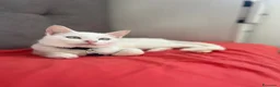 Altre razze gatti in regalo: Alaska Gattina bianca  a Provincia di Treviso - Annuncio 3