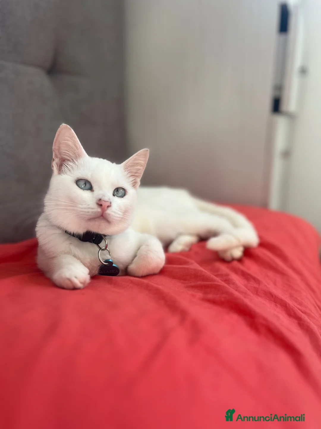 Altre razze gatti in regalo: Alaska Gattina bianca  a Provincia di Treviso - Annuncio 3