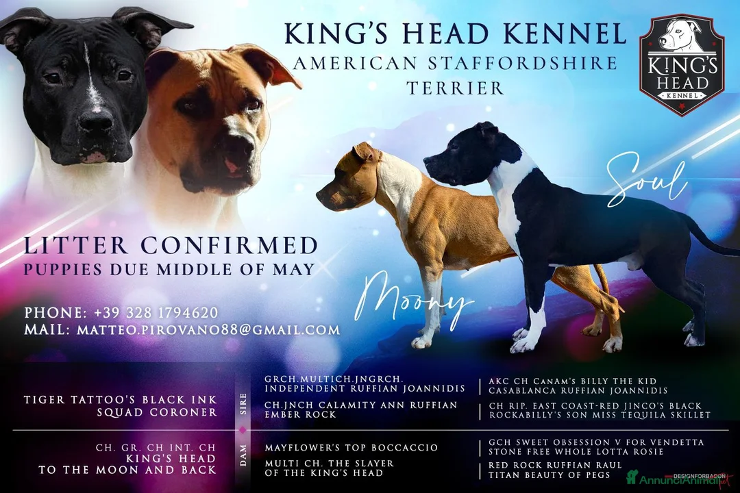 American Staffordshire cani in vendita: American Staffordshire Terrier  a Provincia di Lecco - Annuncio 1