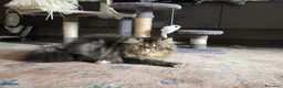 Persiano gatti in vendita: Gatti persiani  - Annuncio 5