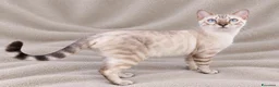 Bengala gatti in vendita: Gatto Bengala  a Provincia di Ascoli Piceno - Annuncio 2