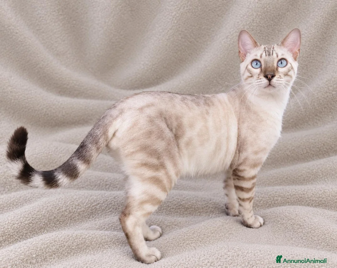 Bengala gatti in vendita: Gatto Bengala  a Provincia di Ascoli Piceno - Annuncio 2